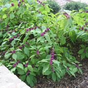 American Beautyberry 1