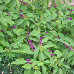 American Beautyberry 3