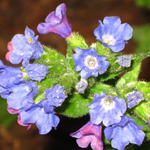 lungwort_t