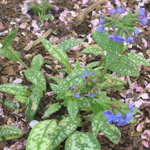 lungwort_t2