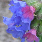 lungwort_t3