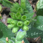 lungwort_t4